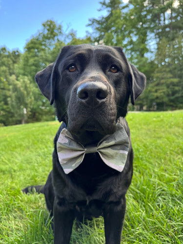 K&E Pups bow tie; camo