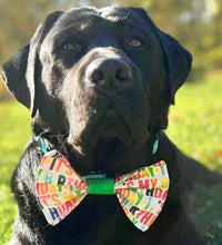 K&E Pups bow tie; It’s my Birthday