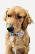 K&E Pups bow tie; Easter/ Spring plaid