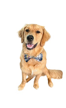 K&E Pups bow tie; Harvard Bound
