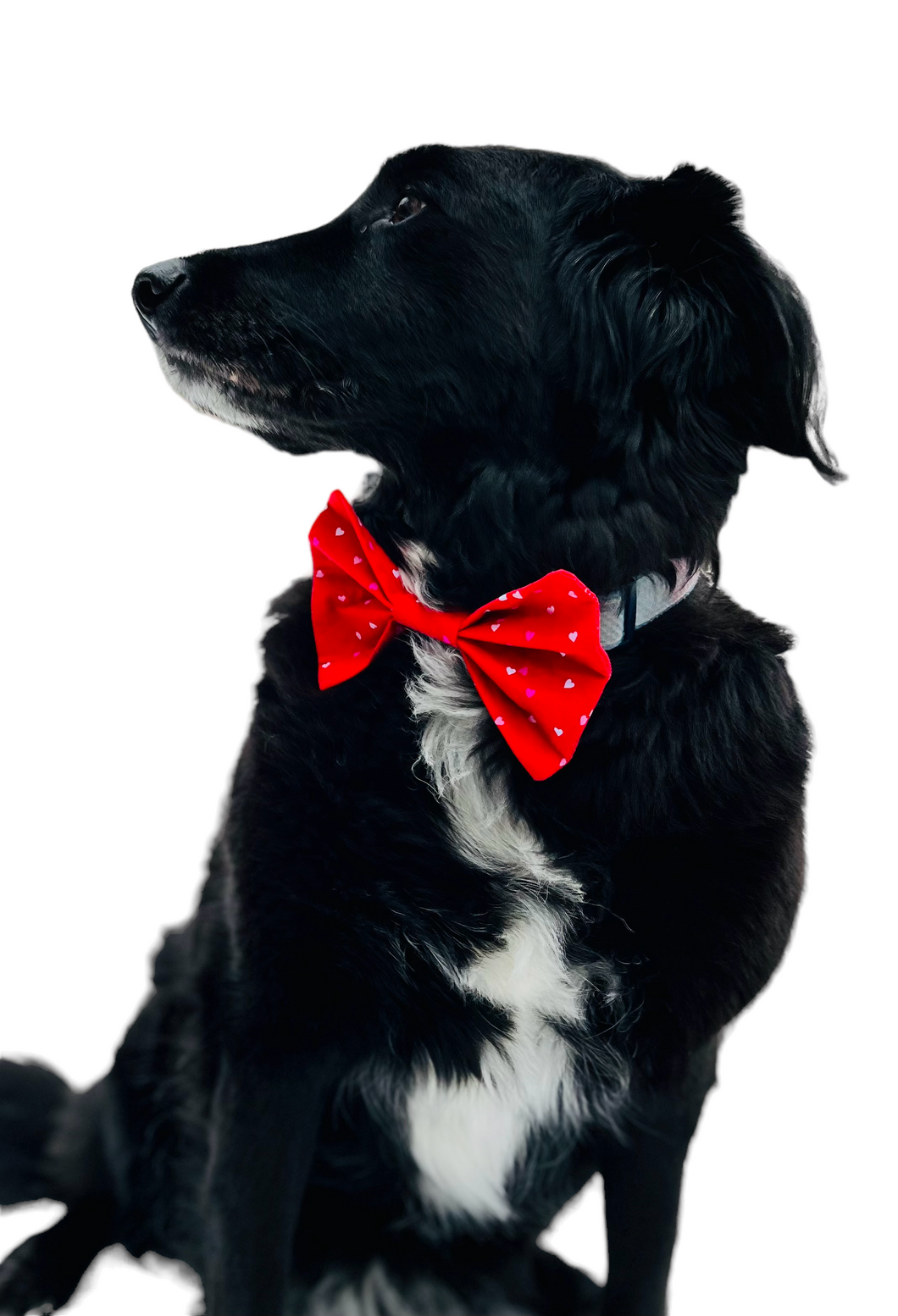 K&E Pups Valentines Bow Tie